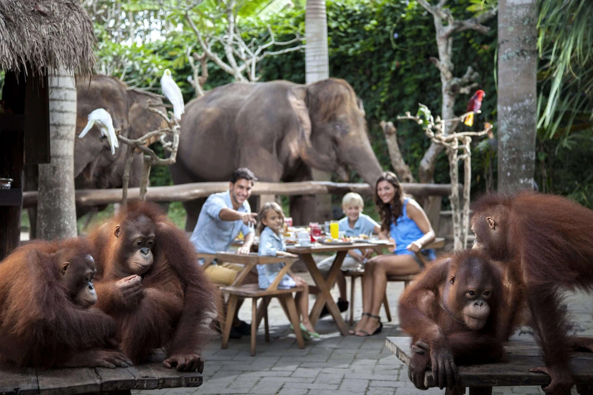 breakfast with orangutan 4